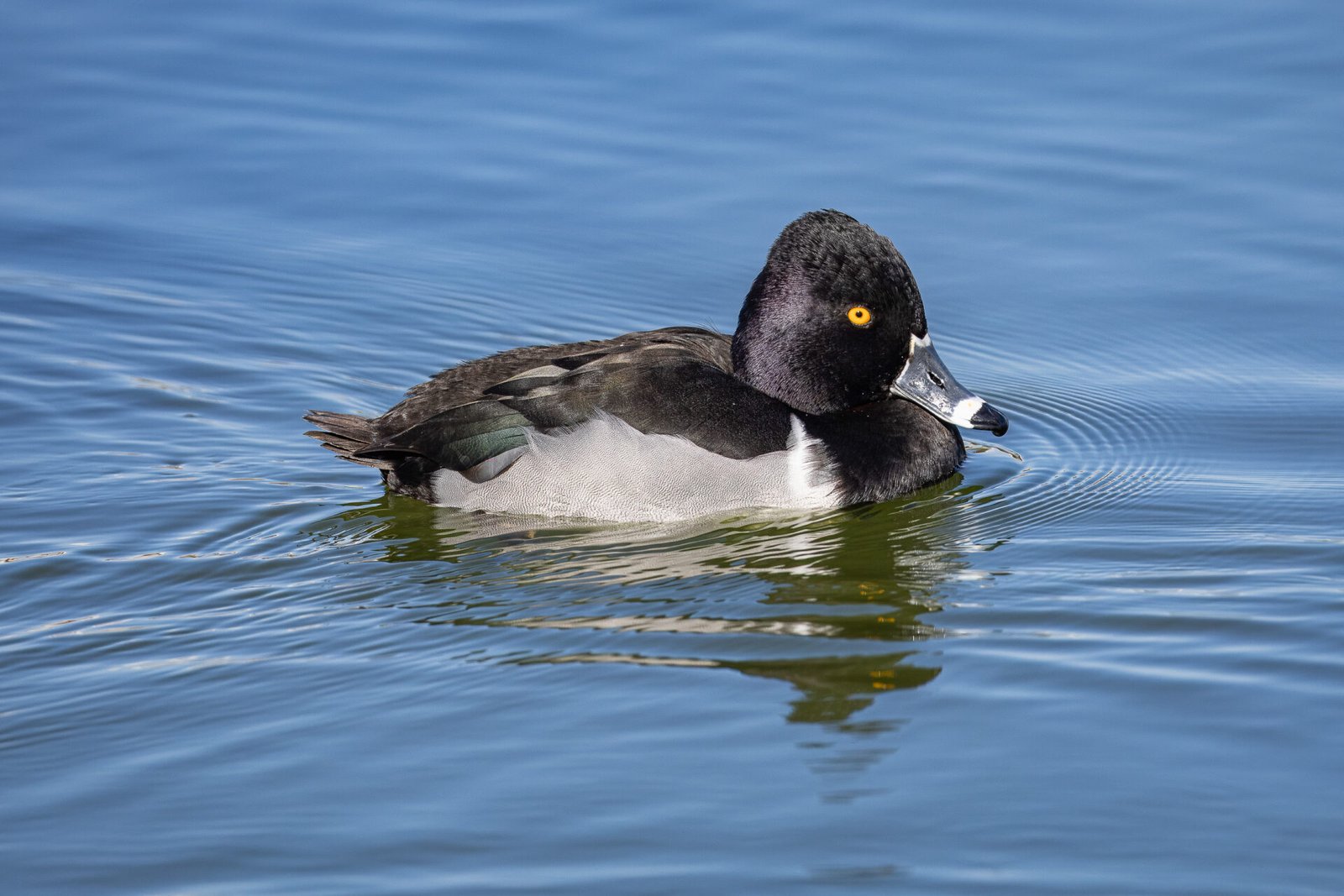 Ring Necked Duck Male Swimming By To Right