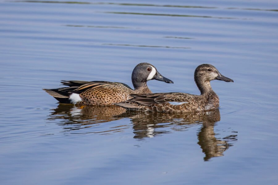 Blue Winged Teal Male And Female Swimming With Reflection