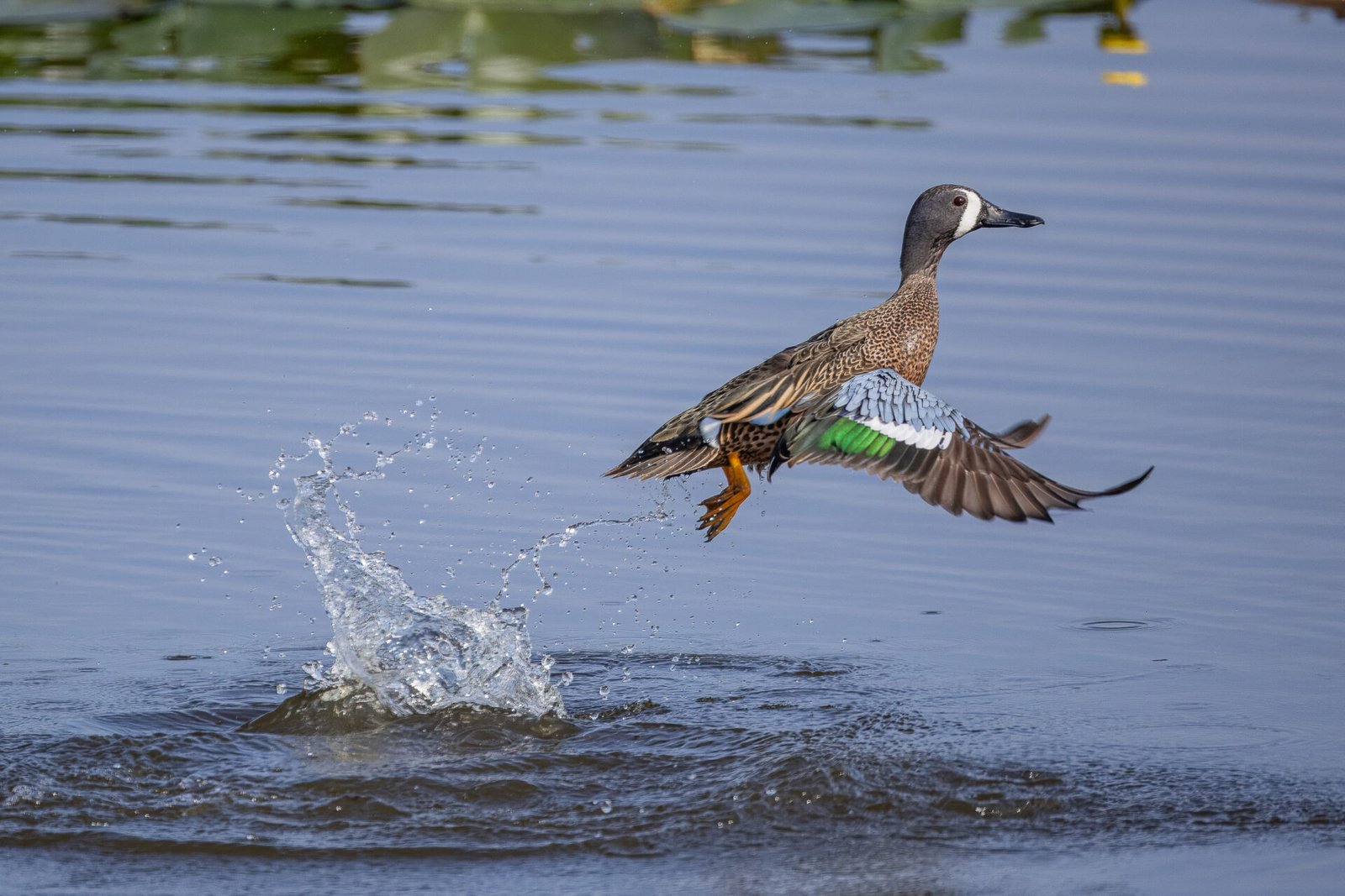 Blue Winged Teal Male Blasts Off Water