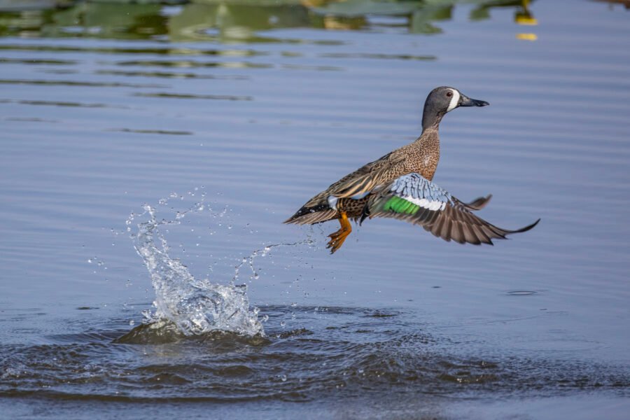 Blue Winged Teal Male Blasts Off Water