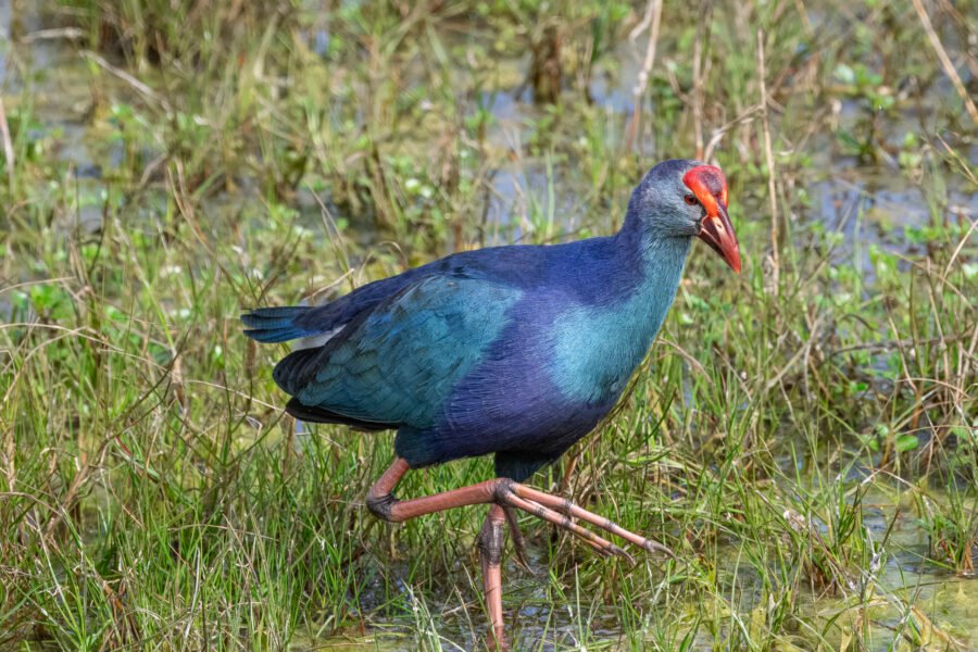 Grey Headed Swamphen Searching For Food