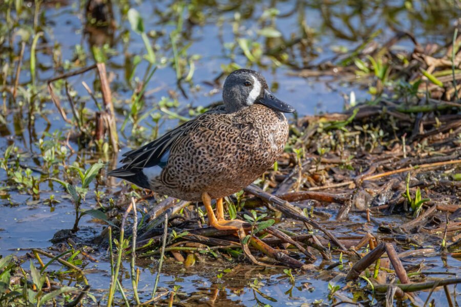 Male Blue Winged Teal Resting