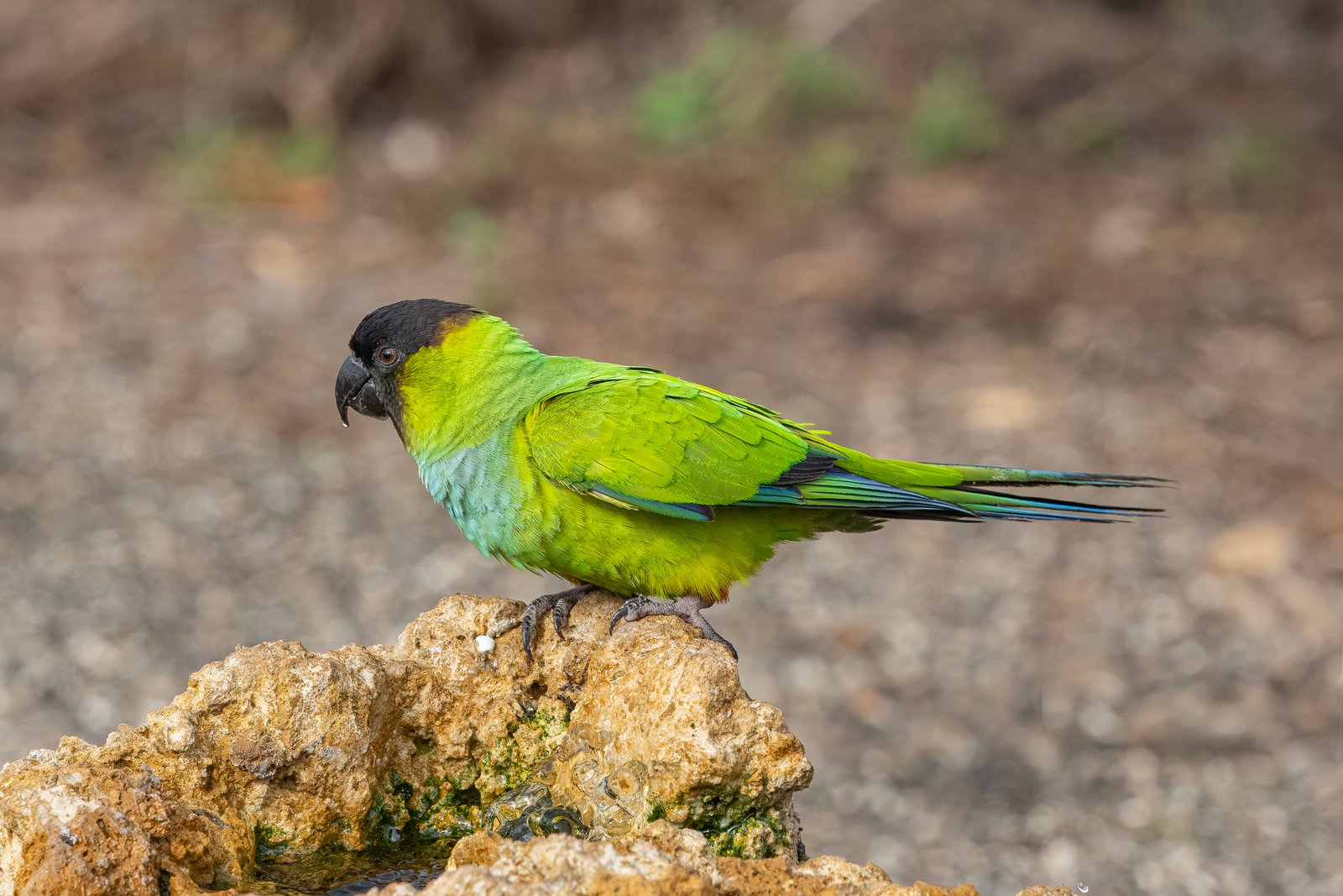 Nanday Parakeet Finishing Up Drink