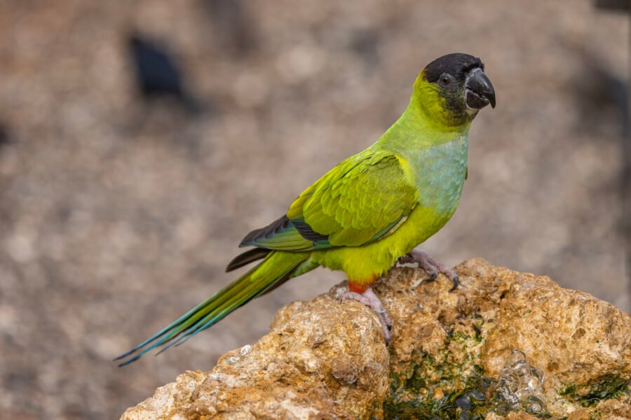 Nanday Parakeet Resting On Rock Formation