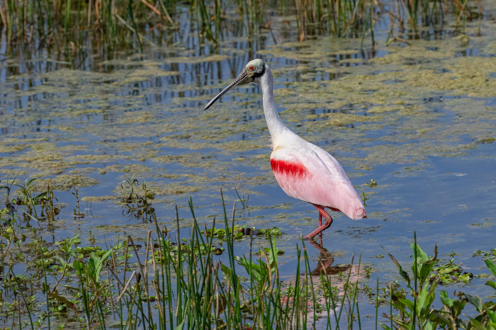 Roseate Spoonbill Looking Around For Next Place To Feed