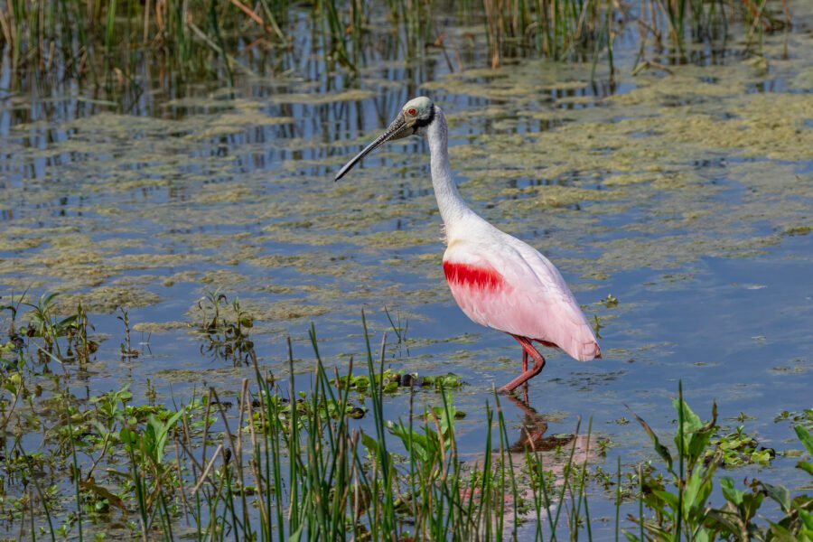 Roseate Spoonbill Looking Around For Next Place To Feed
