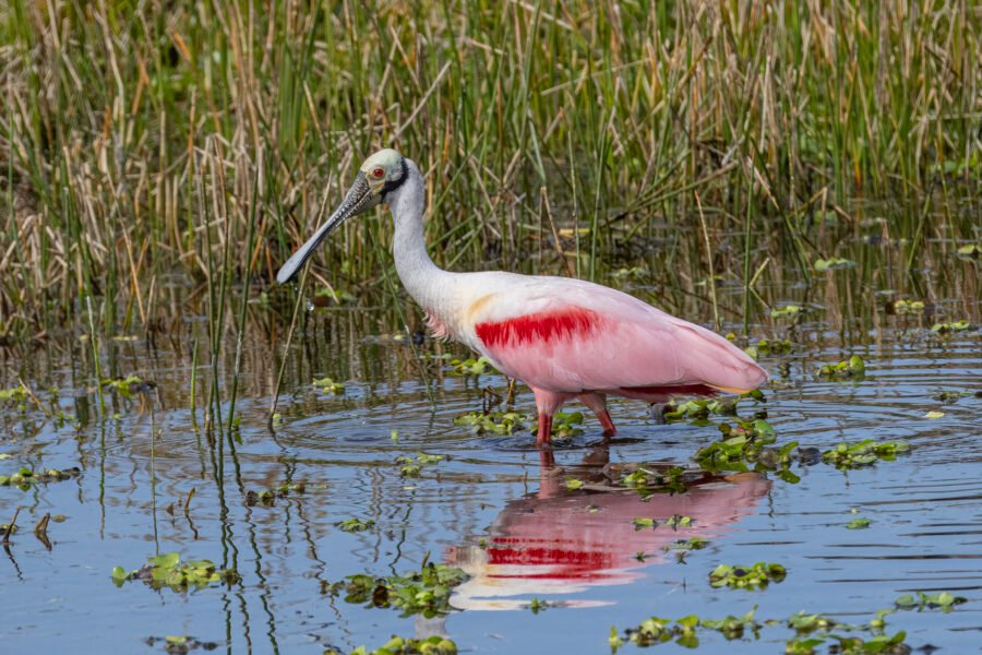 Roseate Spoonbill Strolling Along Edge Of Reeds