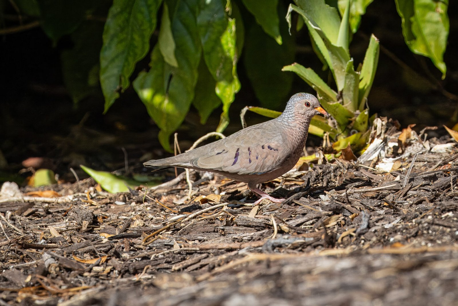 Common Ground Dove Looking For Some Seeds