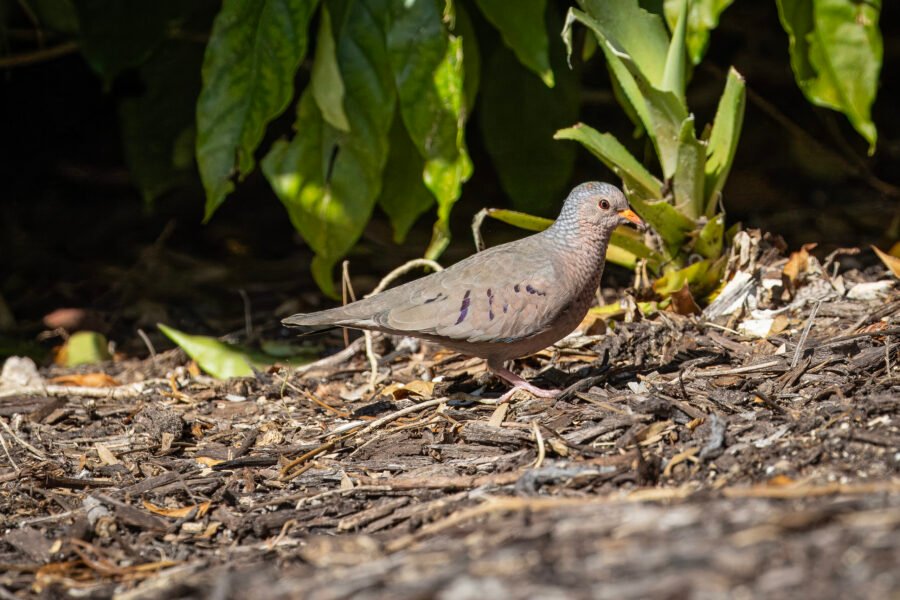Common Ground Dove Looking For Some Seeds
