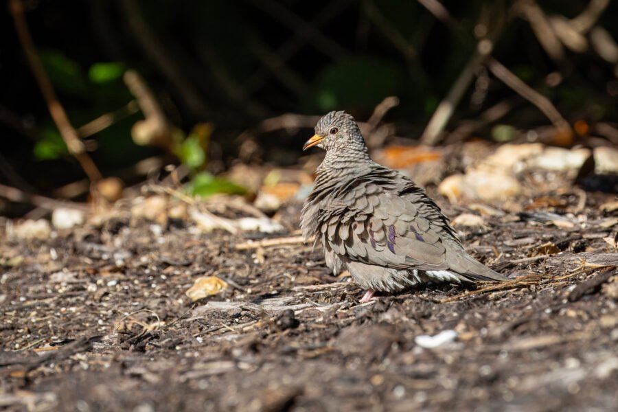 Common Ground Dove Resting In Sun