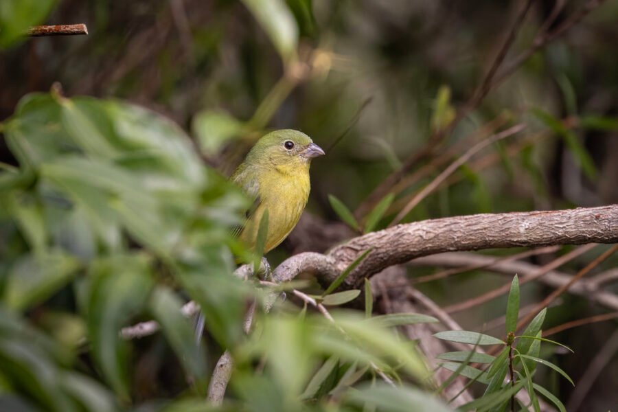 Female Painted Bunting Looking Out From Bottlebrush