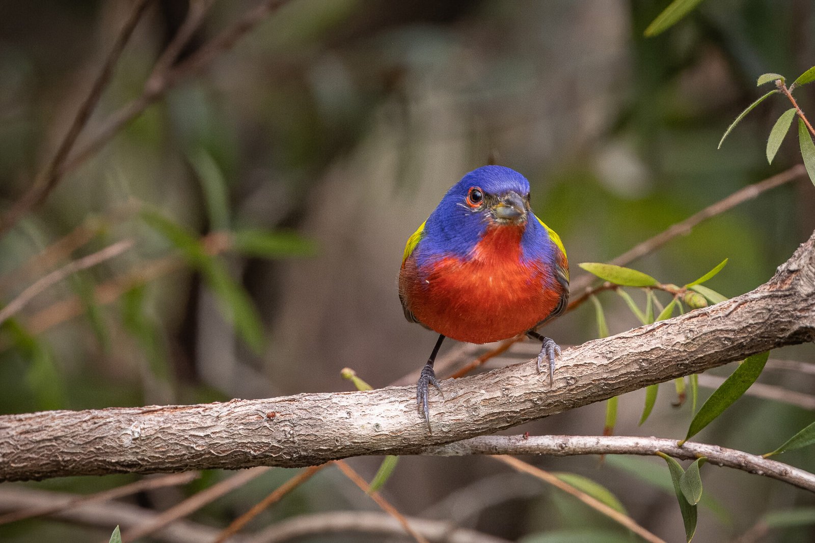 Male Painted Bunting Crouched On Branch Of Bottlebrush Shrub