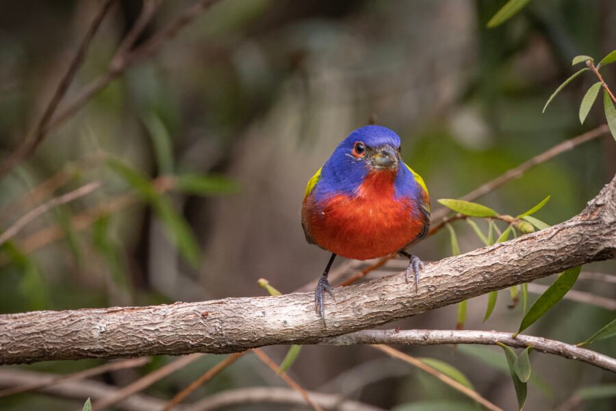Male Painted Bunting Crouched On Branch Of Bottlebrush Shrub