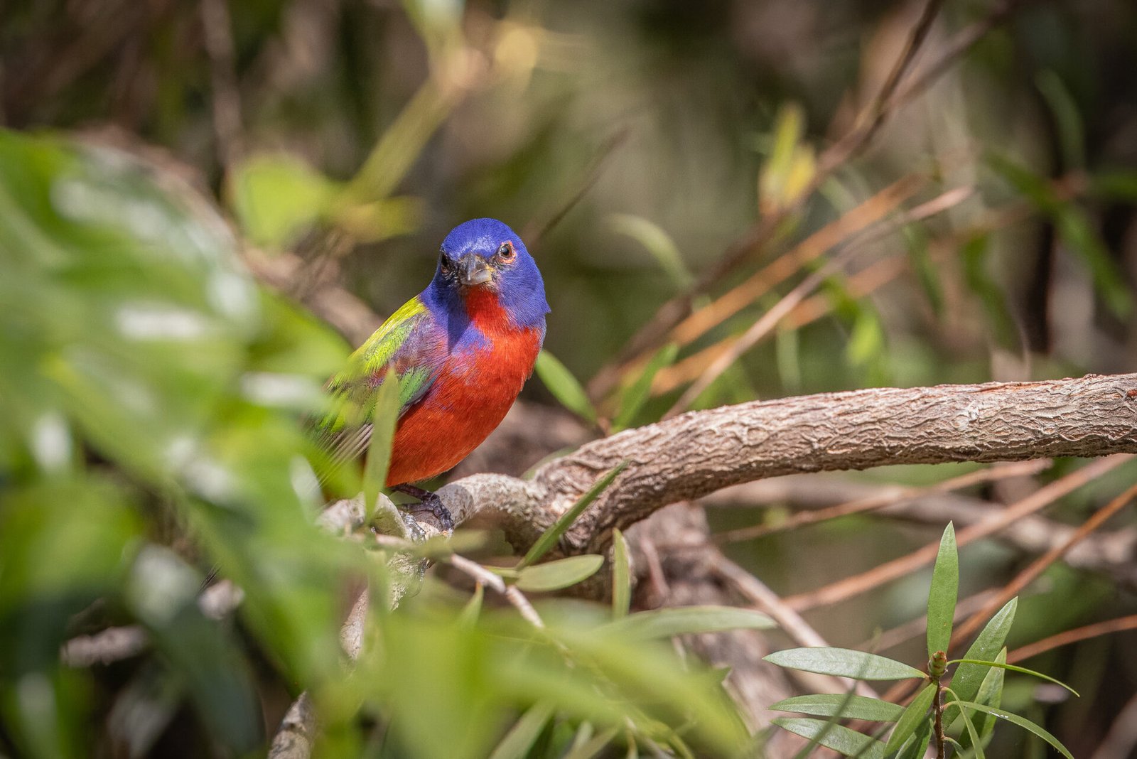 Male Painted Bunting Looking Out From Bottlebrush