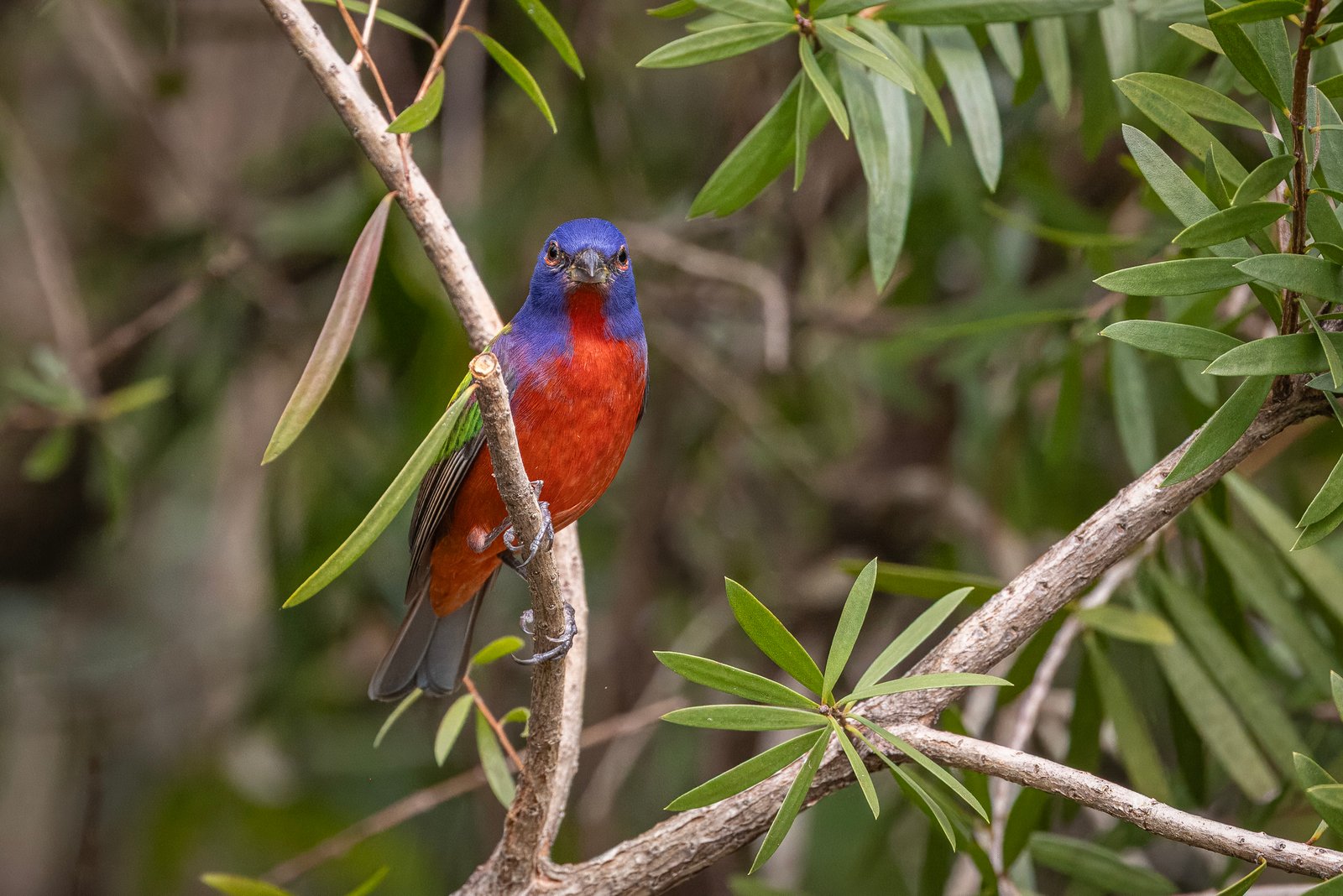 Male Painted Bunting Perched On Branch Of Bottlebrush Shrub