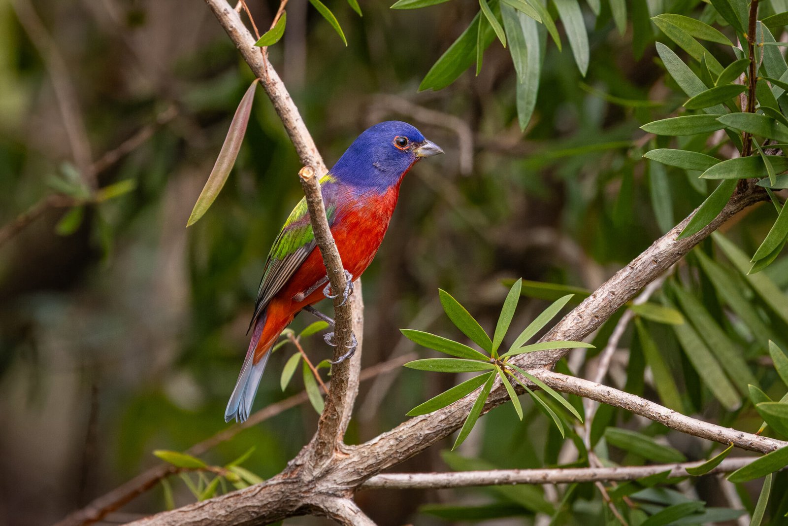 Painted Bunting Male Watching From Branch Of Bottlebrush Shrub