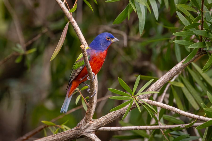 Painted Bunting Male Watching From Branch Of Bottlebrush Shrub