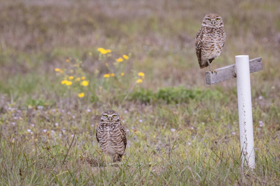 Burrowing Owl Pair Perched By Their Den