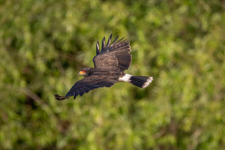 Male Snail Kite Circles Around To Left