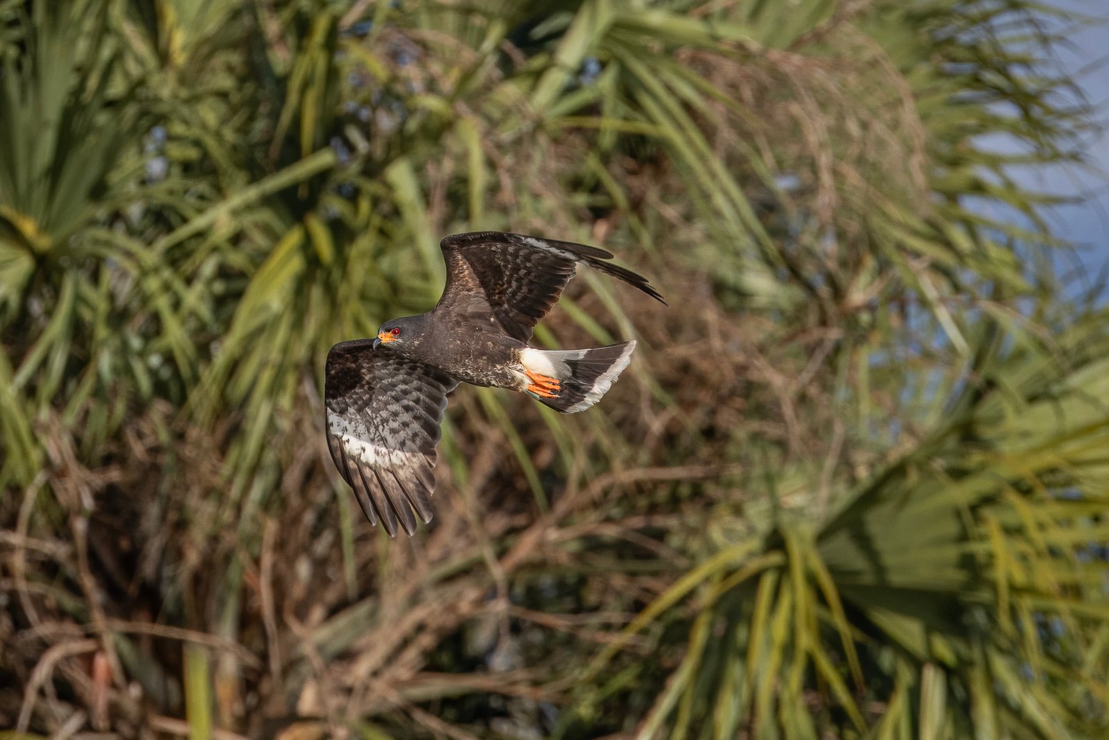 Snail Kite Male Follows Canal Looking For Snails