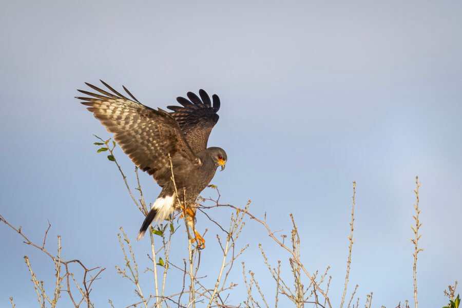 Snail Kite Male Lands At Top Of Tree