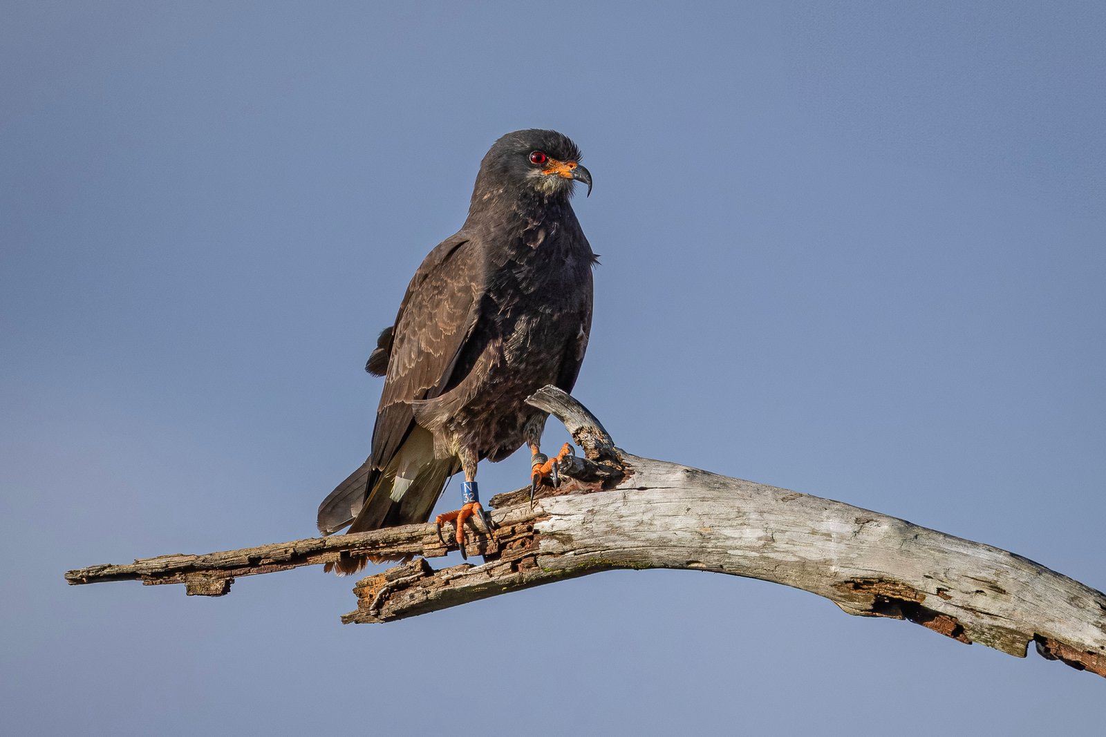 Banded Male Snail Kite Rests On Dead Tree Branch