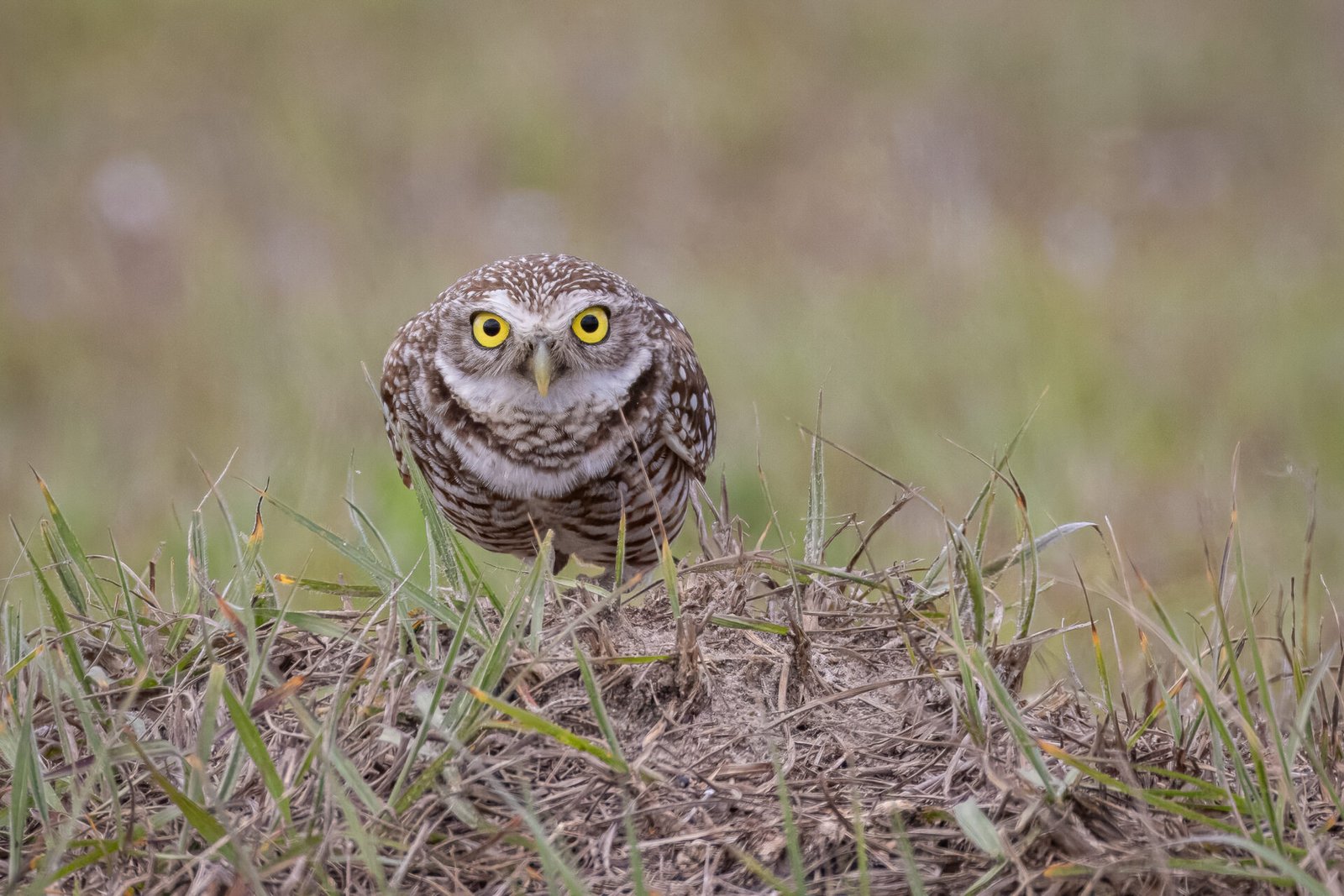 Burrowing Owl Crouching By Den