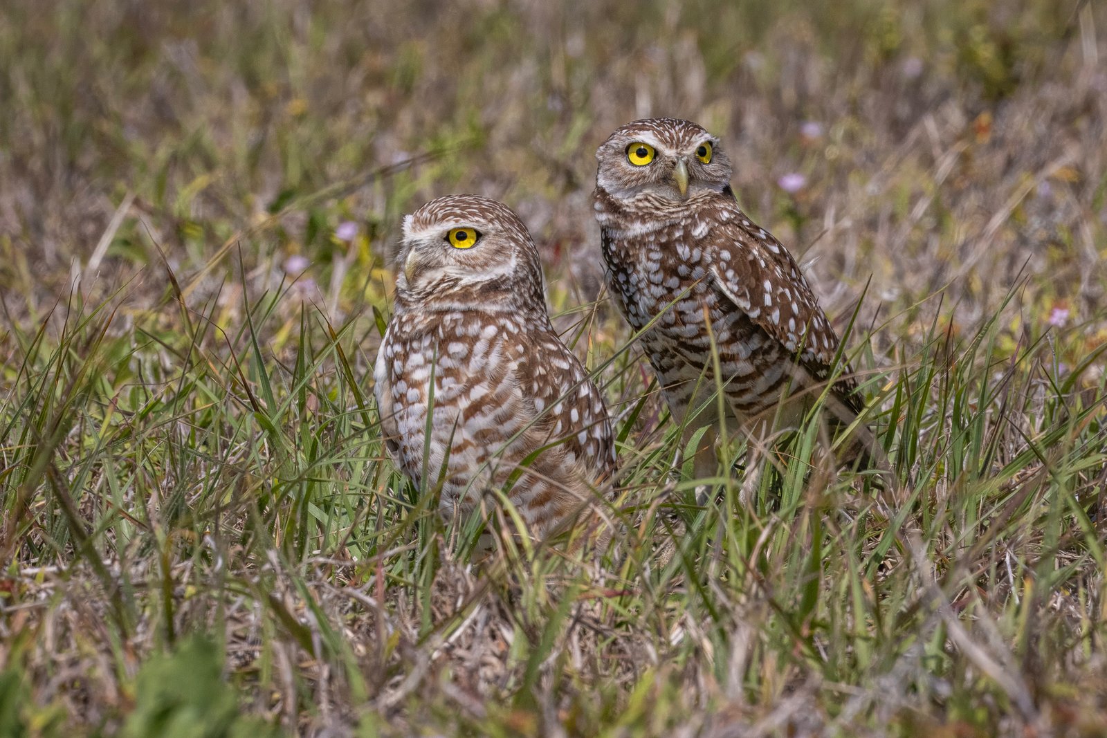 Burrowing Owl Pair Guarding Their Den