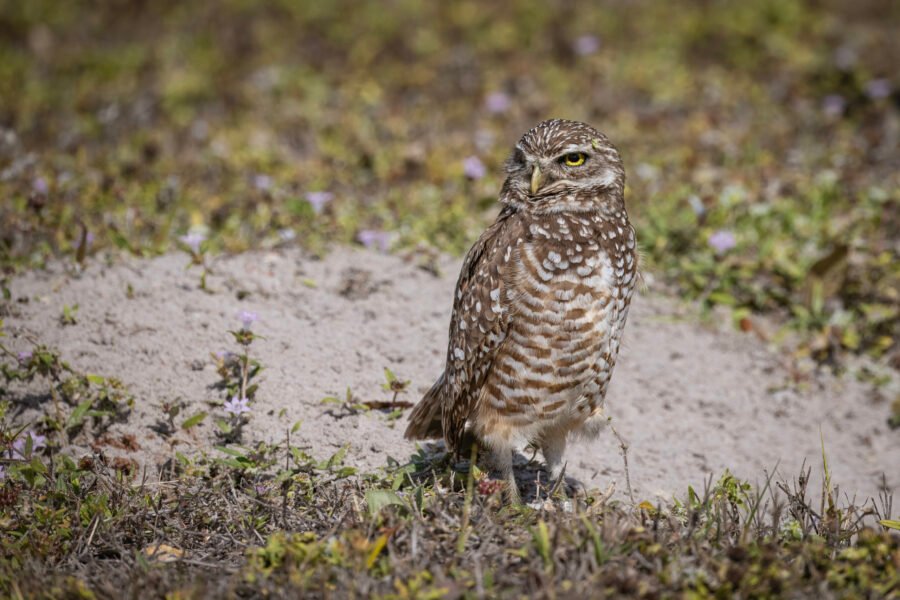 Burrowing Owl Relaxing In Sun By Den