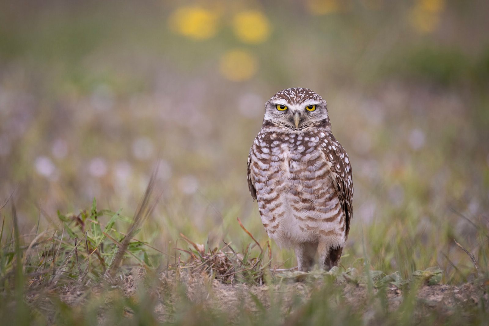 Burrowing Owl Resting By Den In Front Of Yellow Flowers