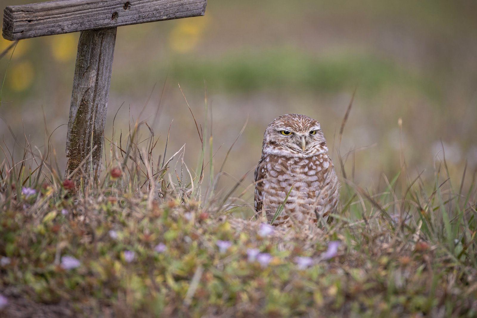 Burrowing Owl Resting Near Stake By Den