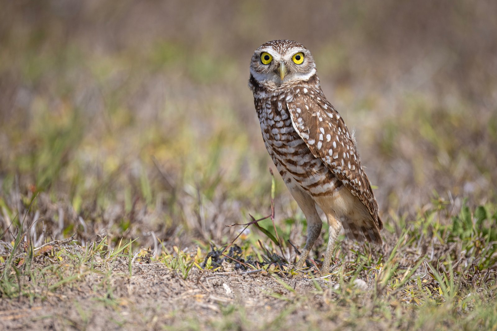 Burrowing Owl Standing Alertly Outside Den