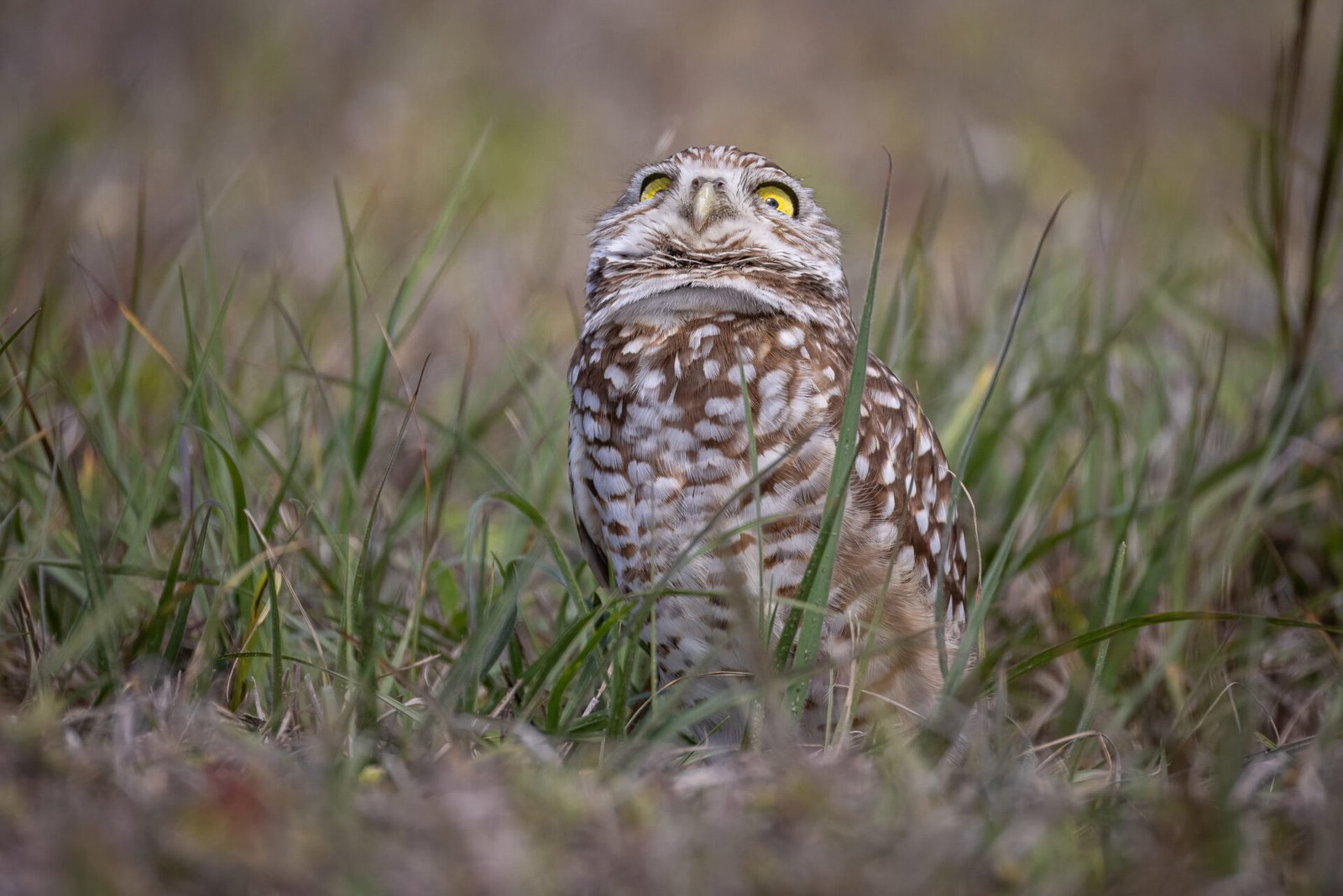 Burrowing Owl Watching For Predators