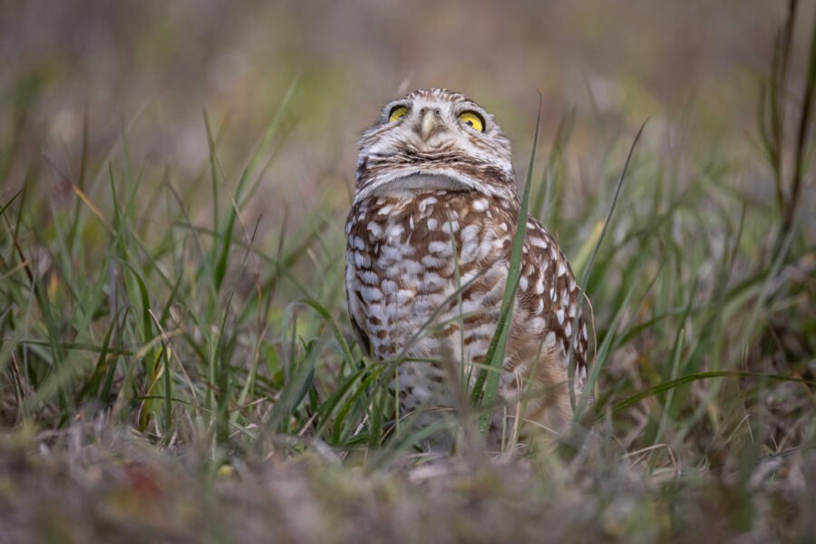 Burrowing Owl Watching For Predators