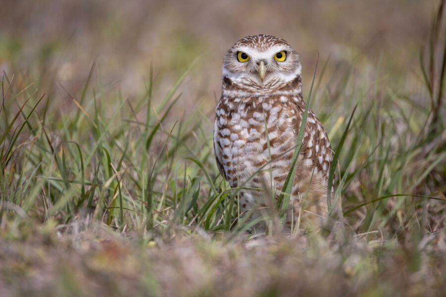 Burrowing Owl Watching Near Nest