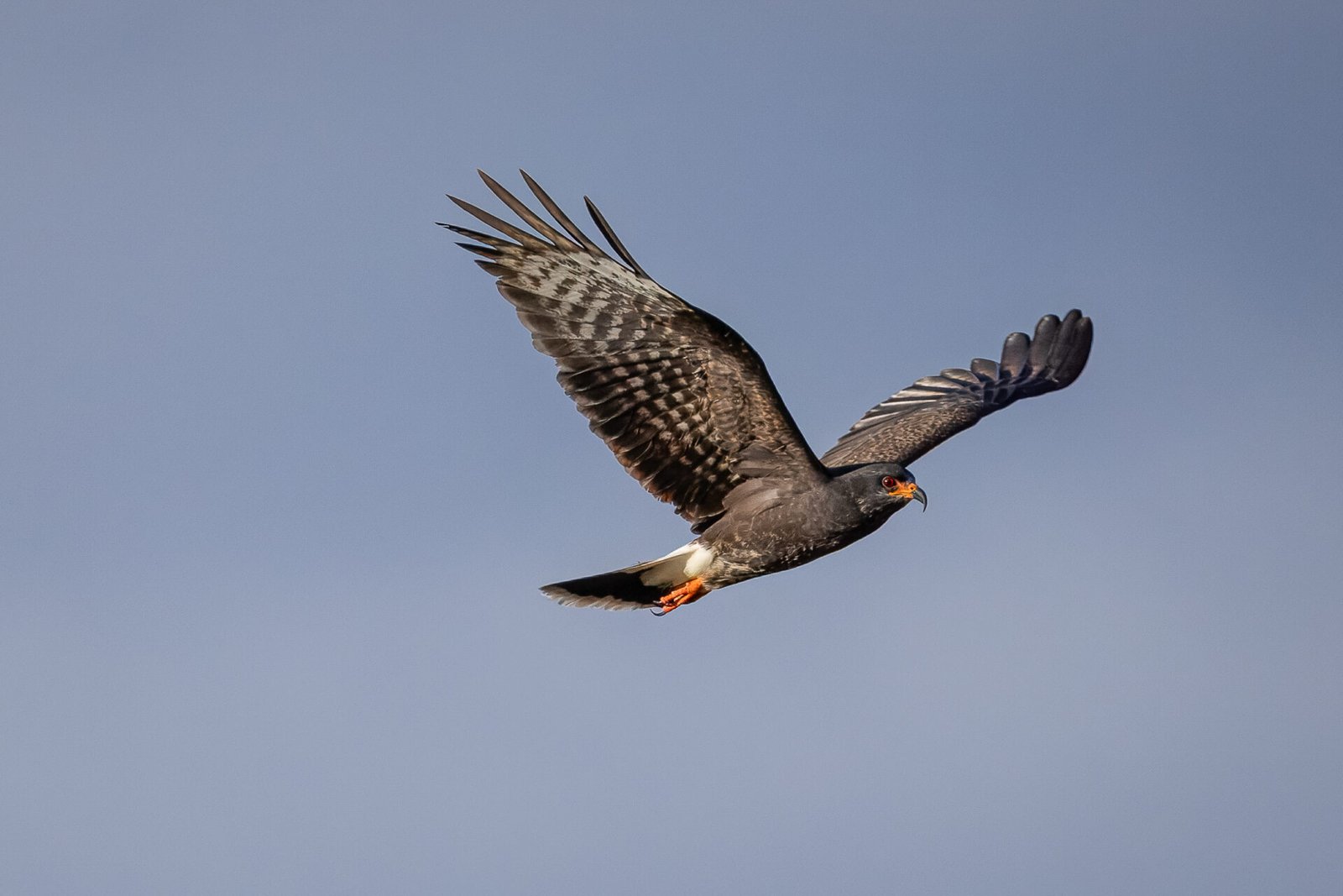 Male Snail Kite Flies By To Right