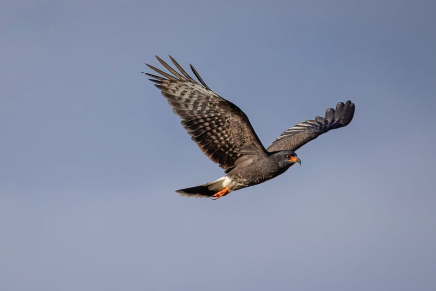 Male Snail Kite Flies By To Right