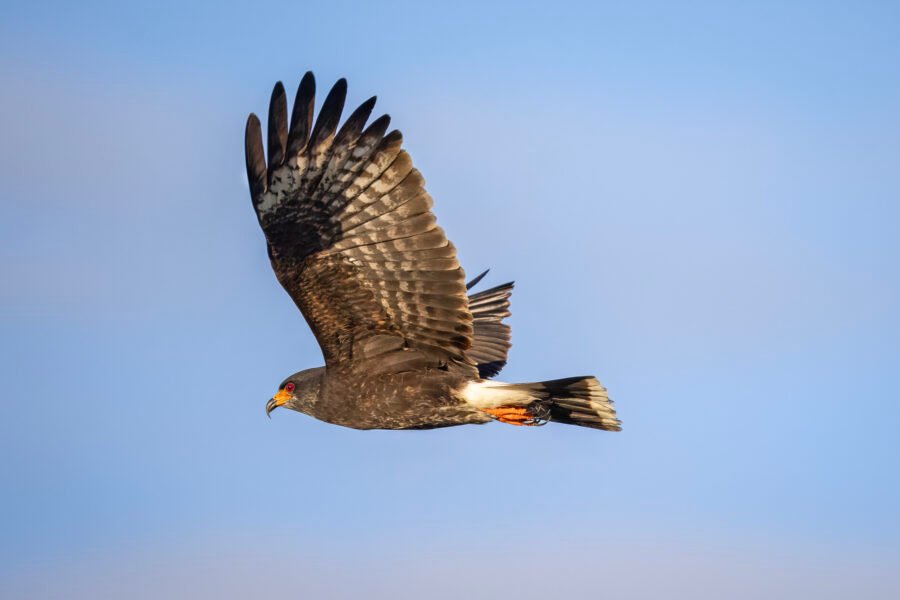 Male Snail Kite Sails By To Left