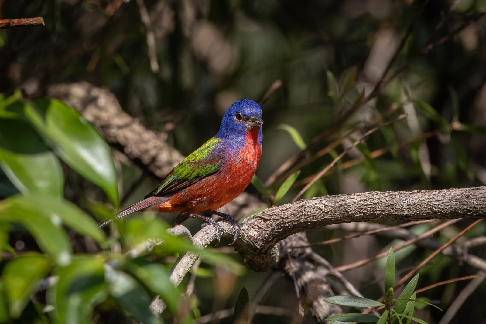 Male Painted Bunting Perched On Branch In Sun