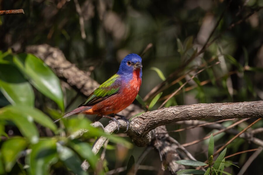 Male Painted Bunting Perched On Branch In Sun