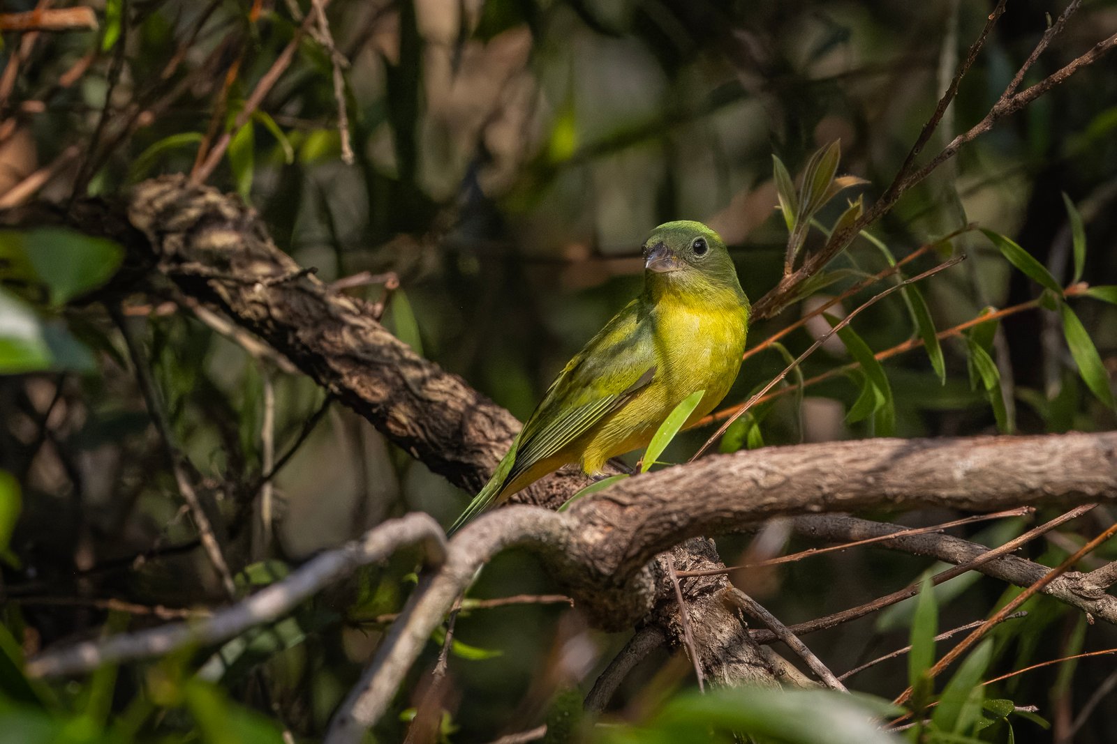 Painted Bunting Female Looking Back From Bottlebrush