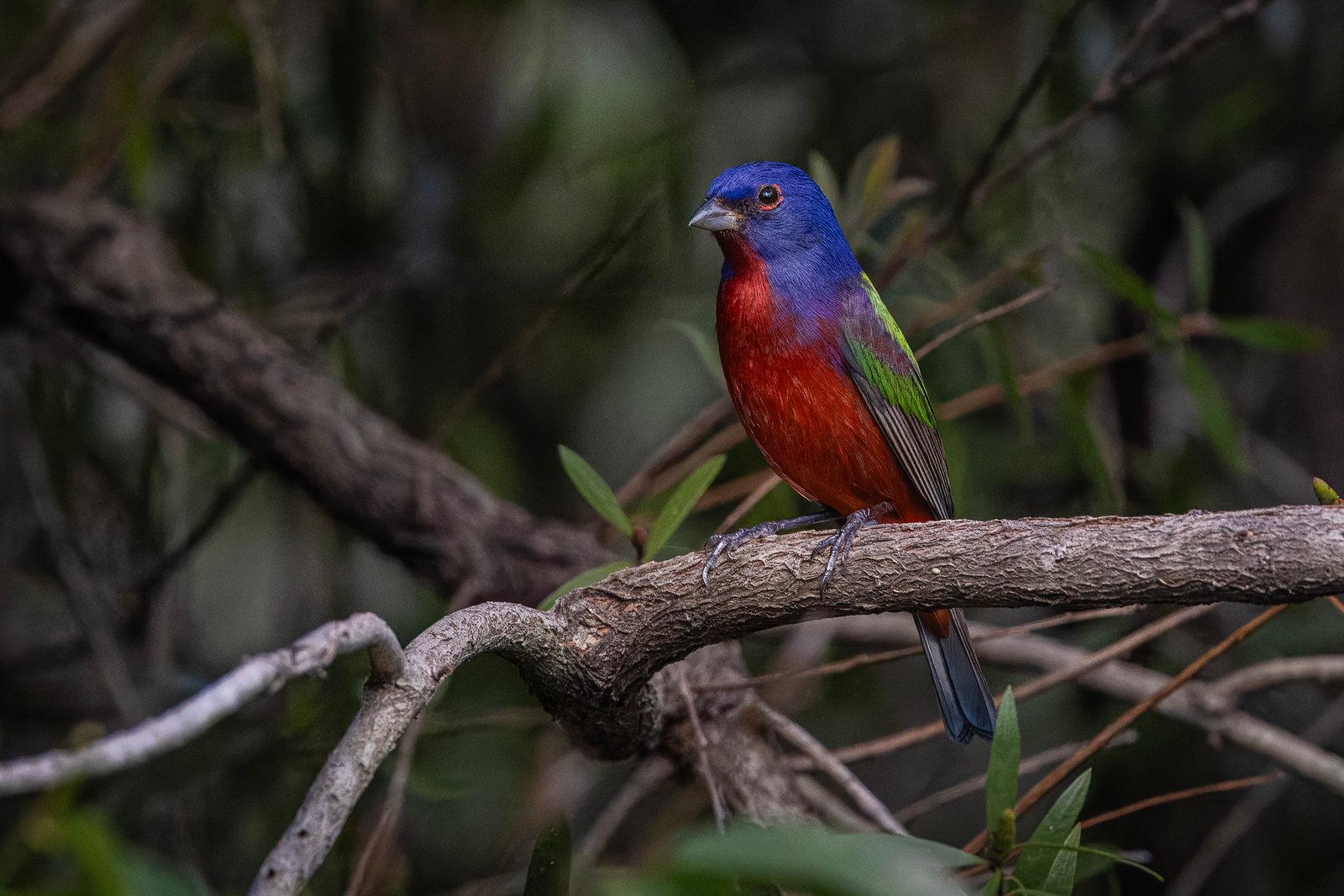 Male Painted Bunting Resting In Bottlebrush Tree