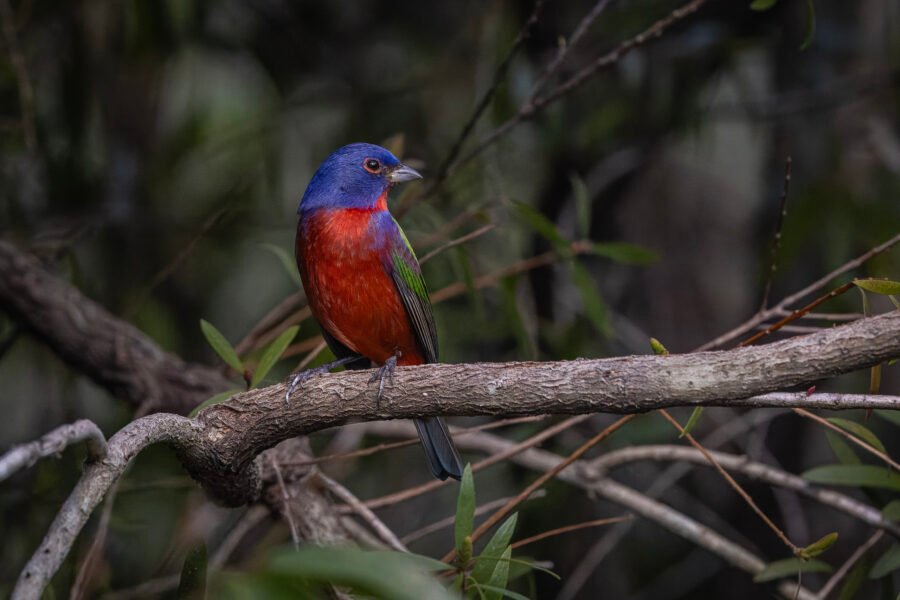 Painted Bunting Male Looking Back From Bottlebrush Branch