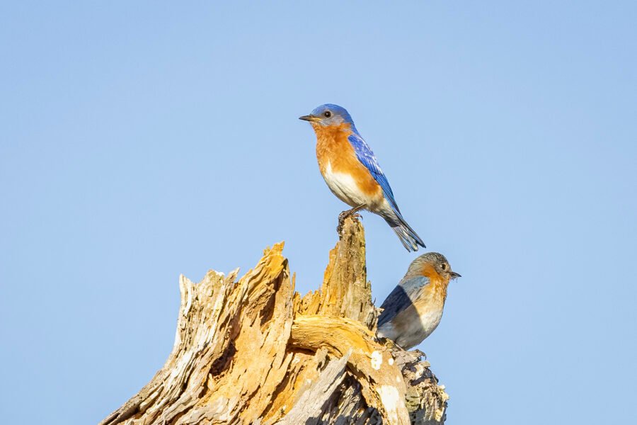 Bluebird Pair Perched On Top Of Dead Tree