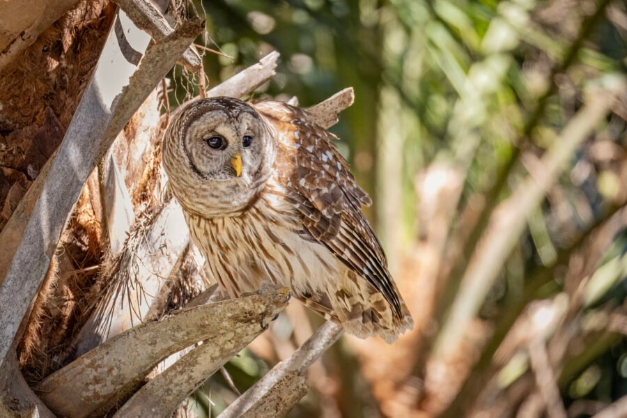 Barred Owl Looking Back On Broken Palm Frond