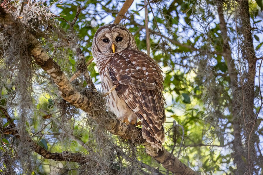 Barred Owl Watching From Oak Tree