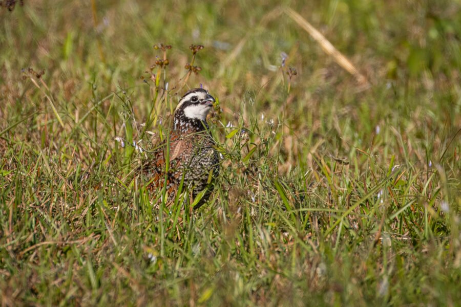 Bobwhite Quail Male Eating Grass Seeds