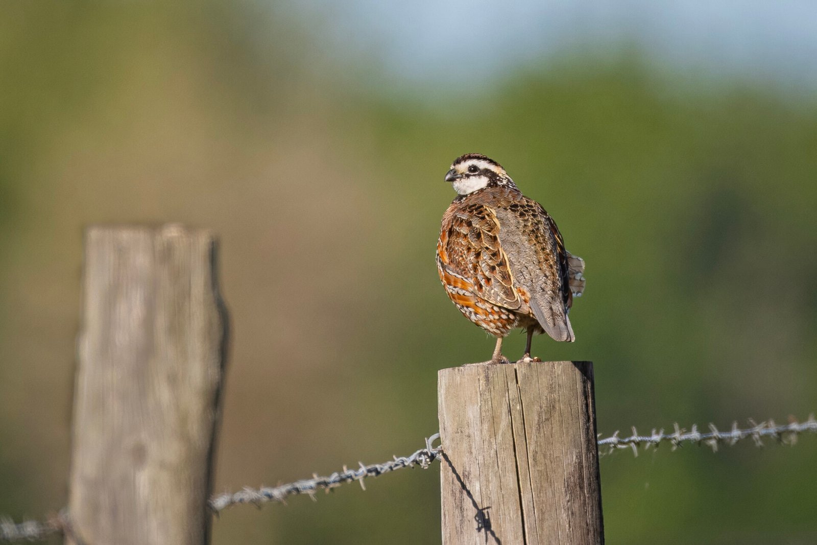 Bobwhite Quail Male Resting On Fence Post