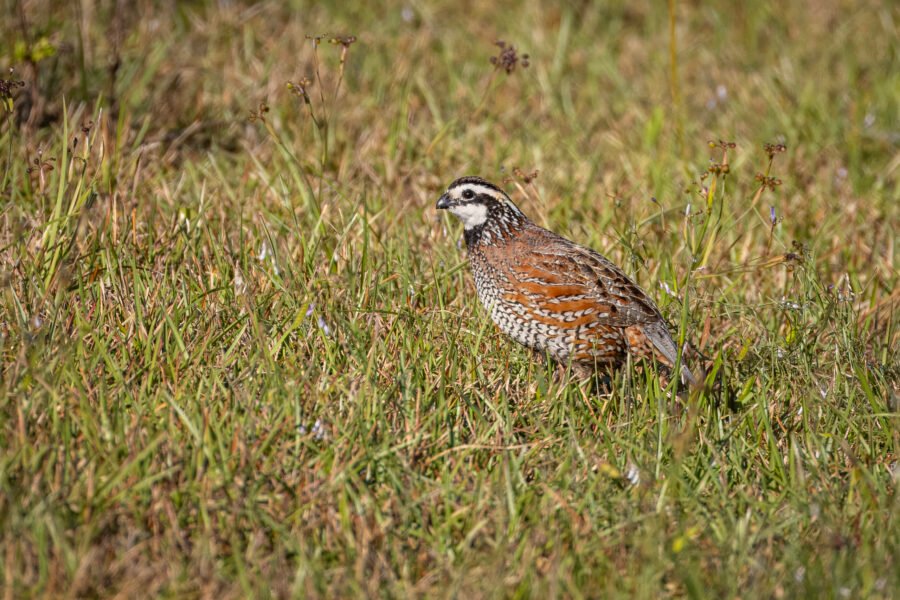 Bobwhite Quail Male Walking Through Grass