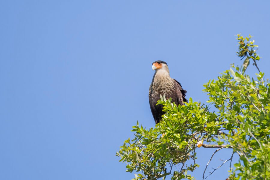 Crested Caracara Watching From Top Of Oak Tree